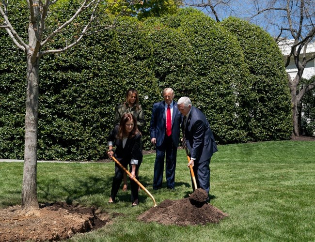 Mike and Karen Pence shovel dirt while Donald and Melania Trump look on.