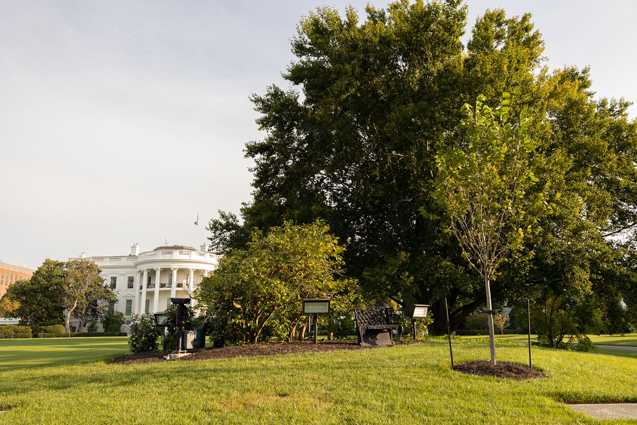 A small elm tree on a small hill overlooking the White House.