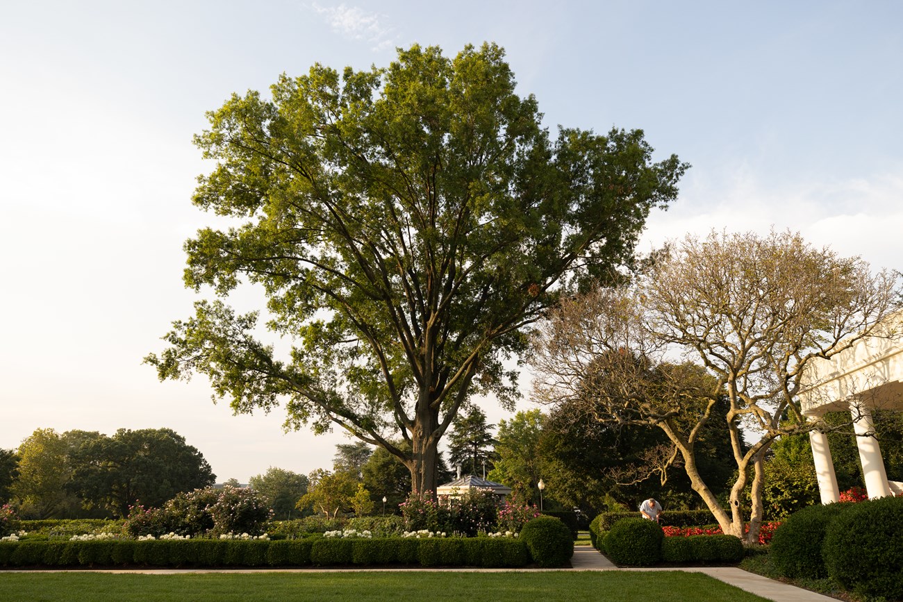 A tall oak tree reaches above the Oval Office.