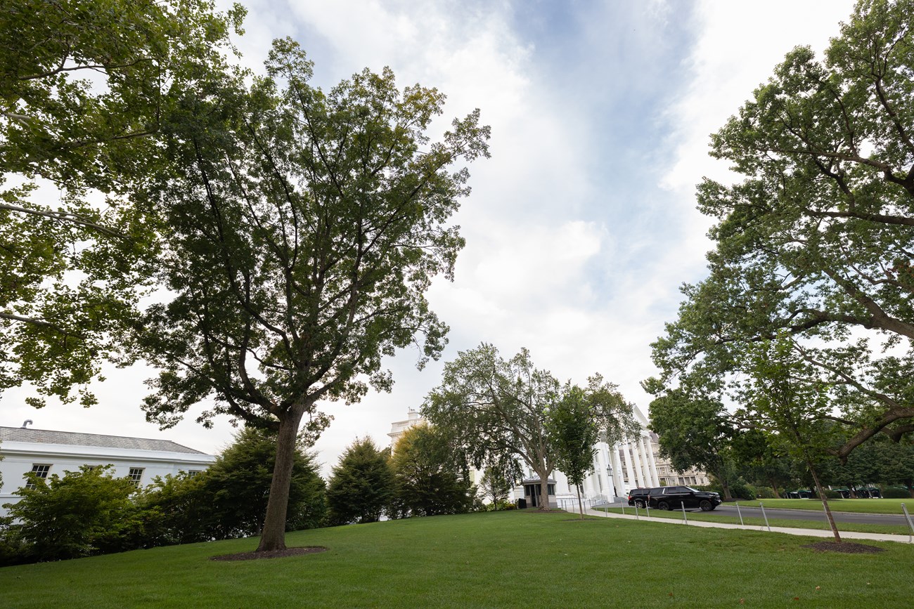 A tall oak tree in front of the White House and East Wing.