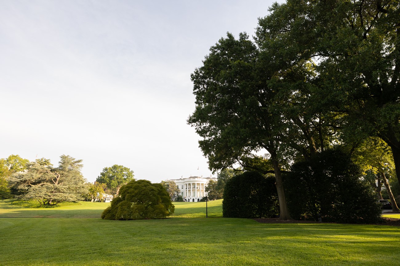 A tall oak tree on the South Lawn. The White House is far in the distance across a mowed lawn.