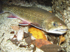 Brook trout swimming in a creek