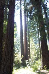 Conifer forest with some low growing shrubs