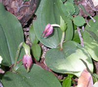 Two clustered lady slippers blooming