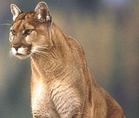Mountain Lion.