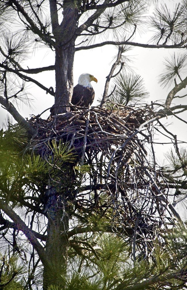 A bald eagle in its nest in a pine tree on the shoreline of Whiskeytown Lake. Distinct white head and yellow beak.