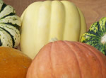 Several colorful squash