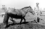 Man using horse to mix adobe.