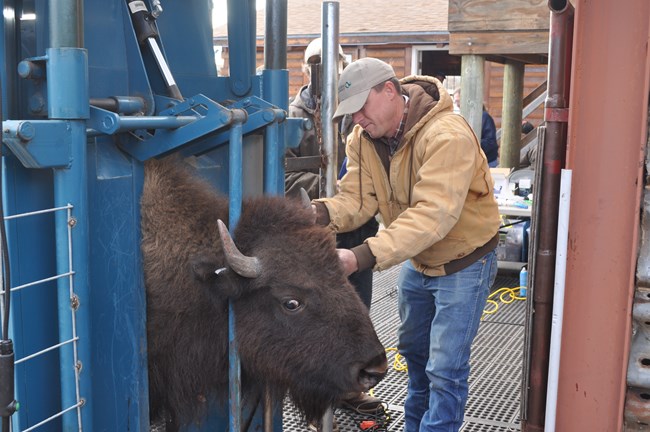 a man giving a bison in a livestock chute an ear tag