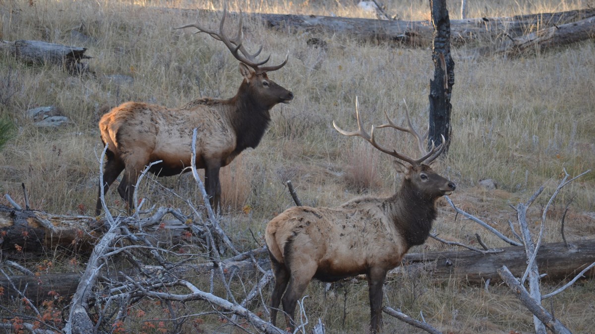 Elk Wind Cave National Park (U.S. National Park Service)