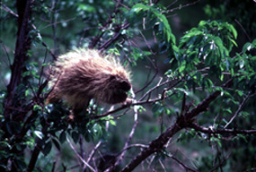 Porcupine - Erethizon dorsatum