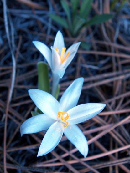 Star Lily - Leucocrinum montanum