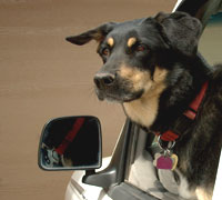 dog in car window