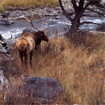 A bull elk stands in the autumn grass near a river.