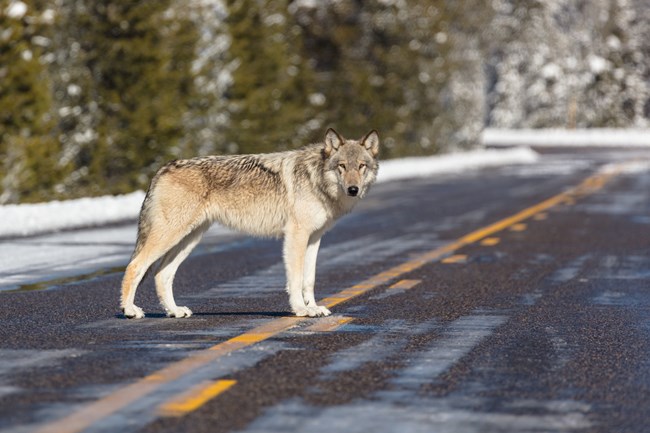 Wolf standing in the road