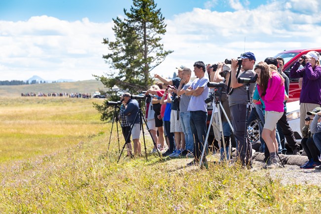 Hundreds of people lined up to watch wildlife feed on a bison carcass in Hayden Valley