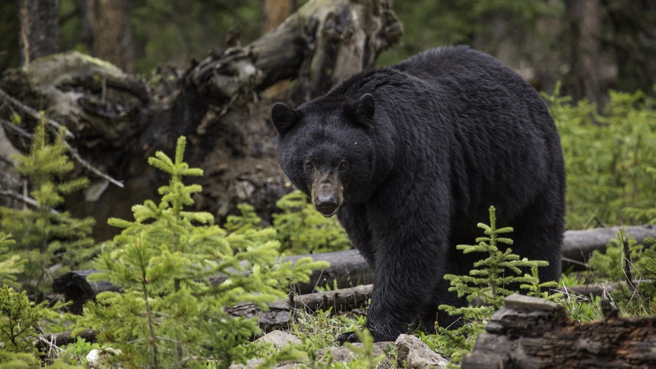 Bear-hunting season has begun in Missouri. Here's what you need to know