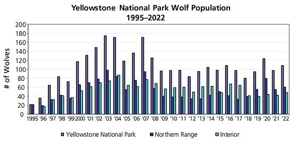 Graph showing the population of wolves in Yellowstone.