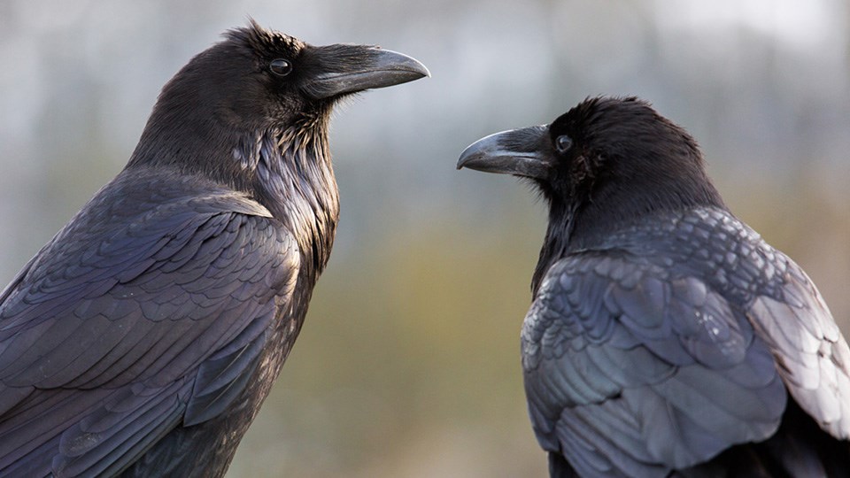Raven Yellowstone National Park (U.S. National Park Service)