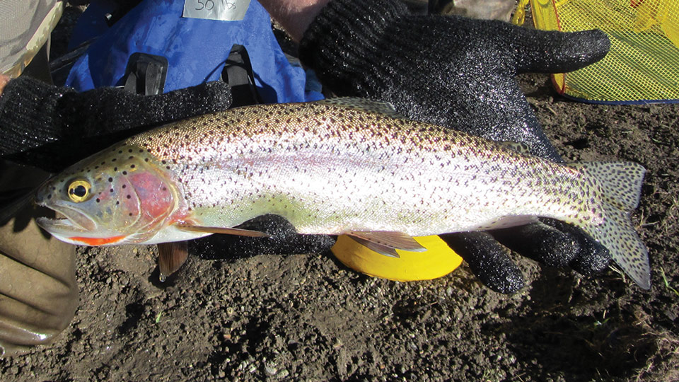 Rainbow Trout - Yellowstone National Park (U.S. National Park Service)