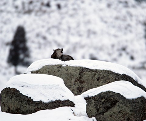 A wolf on top of snow-covered rocks howls