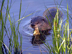 An otter swimming with a fish in its mouth.