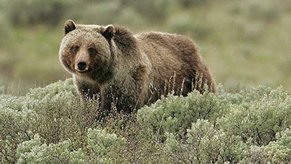A grizzly bear standing in sage brush.