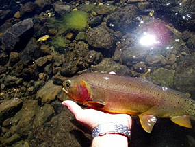 Yellowstone cutthroat trout being released back to the stream by an angler.