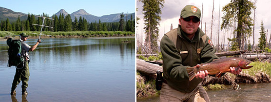 Composite image of park biologist listening for a radio-tagged cutthroat trout  park biologist holding a large cutthroat trout.