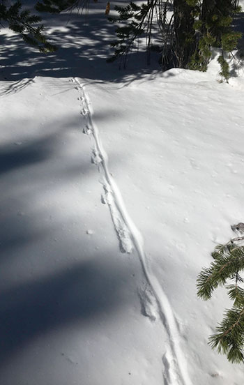 Animal tracks and drag marks in the fresh snow at Tioga Pass.