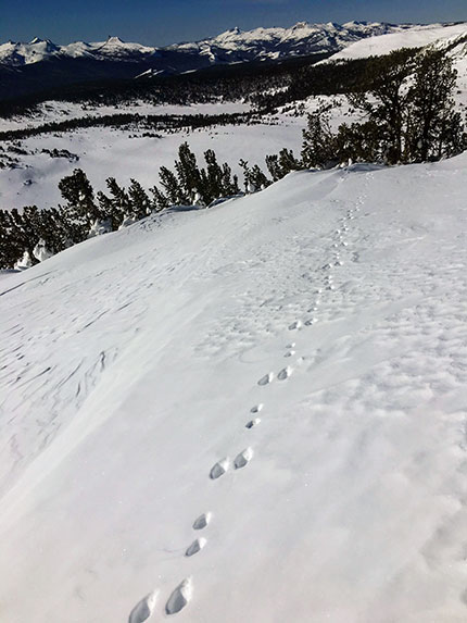 Snowshoe hare tracks above Gaylor Lakes Basin on January 2, 2022.