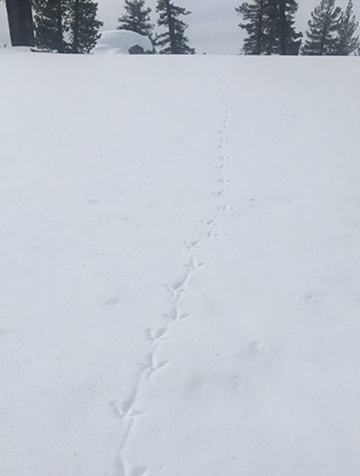 Sooty Grouse tracks on January 10, 2022.