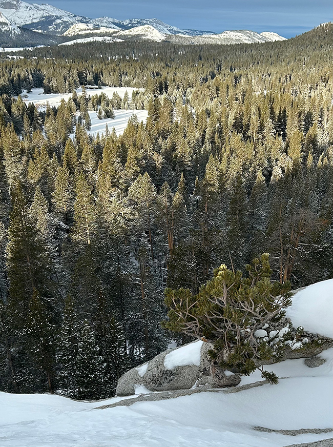 The Whitebark pine tree, visited on December 13, 2024.