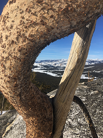 Twisted lodgepole pine provides a window to Tuolumne Meadows on January 5, 2022.