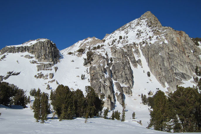 Snowy peaks with whitebark pines in foreground