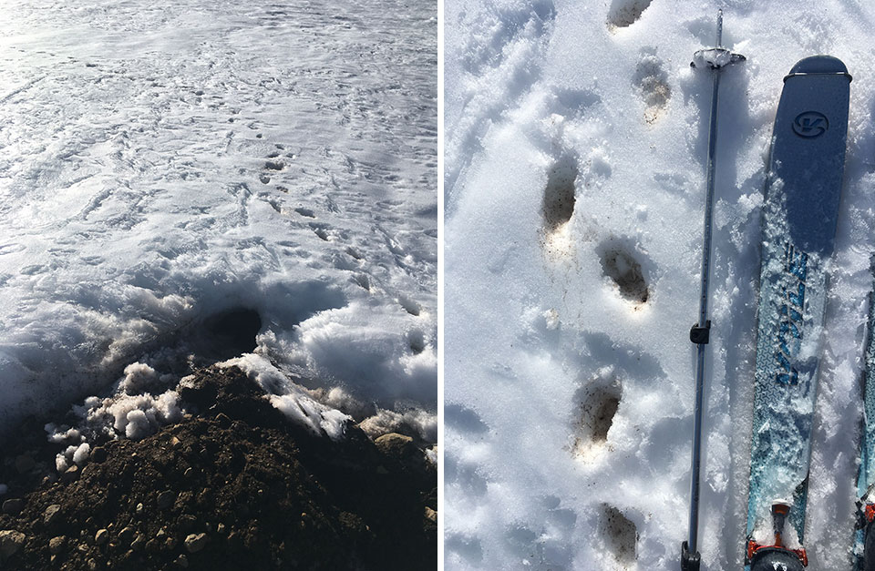 Left image: Badger tracks in snow and burrow near Ireland Lake; Right image: Badger tracks in snow and Ireland Lake on March 24, 2022