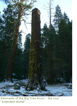 Big tree remnant - 