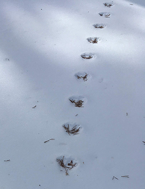 Chickaree tracks in snow