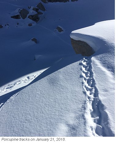 porcupine tracks in snow