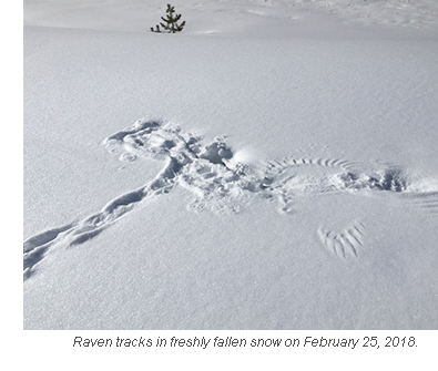 raven tracks in freshly fallen snow