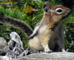 striped squirrel sits up on rock
