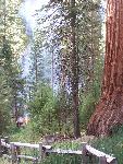 Fire burns next to a mature giant sequoia