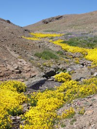 Yellow flowers in a rocky outcrop