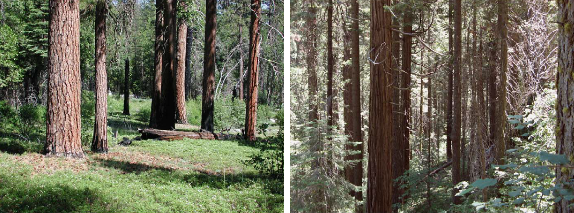 Two images show a denser forest in a fire-suppressed area, and a more open forest in an area that has experienced fire.