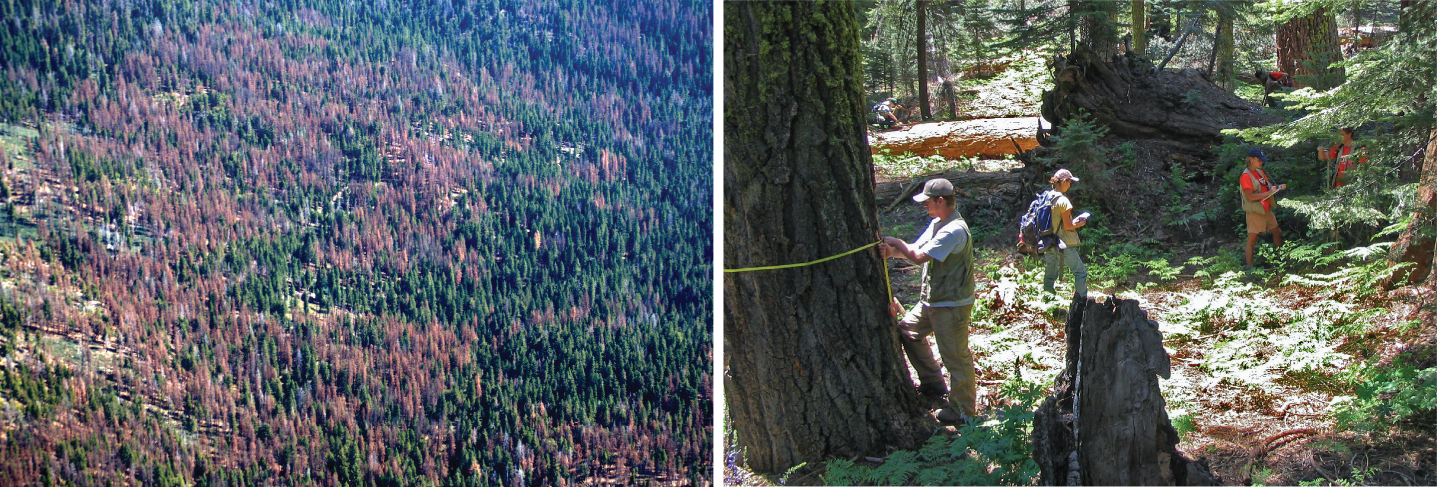 Left: brown dead trees are visible in an aerial photograph; right: a group of people measure tree trunks in a forest clearing.