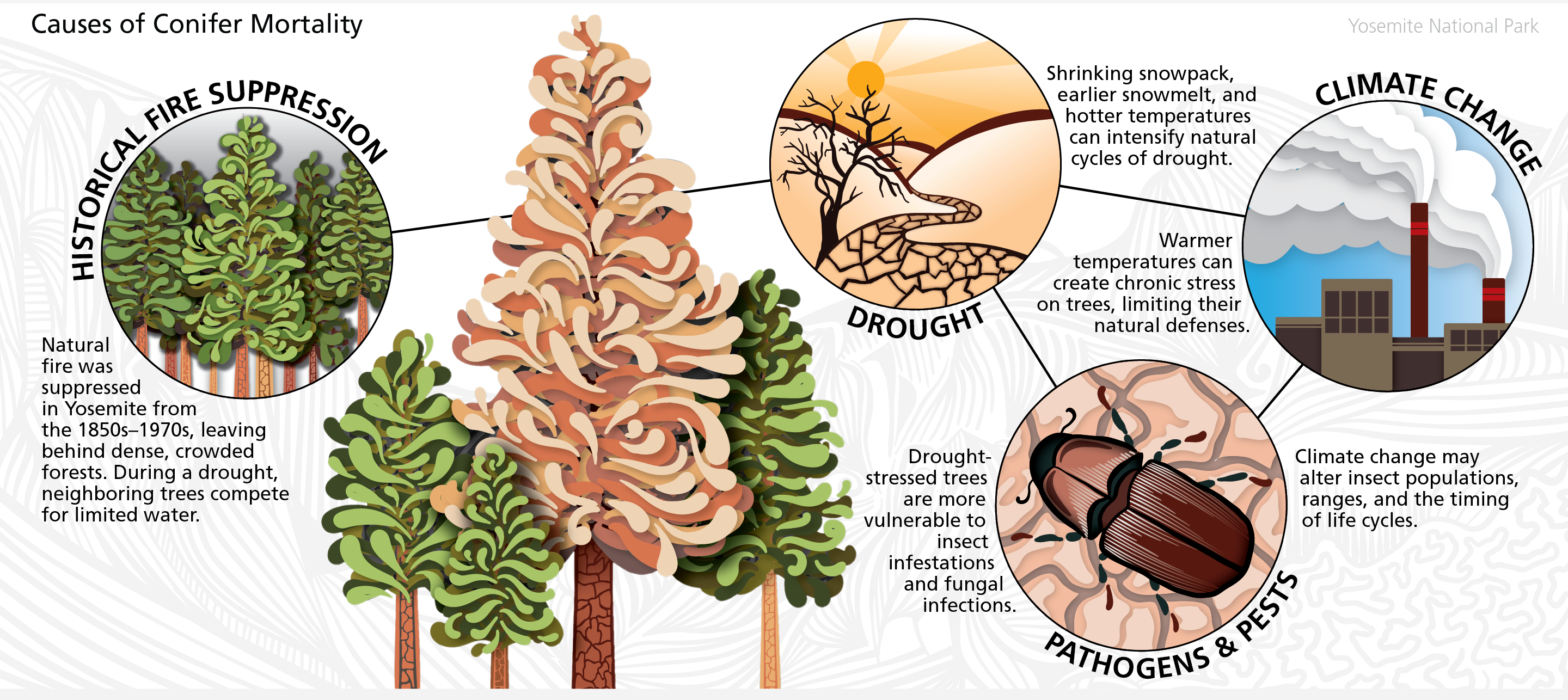 A graphic of sources of tree mortality: historical fire suppression, pests and pathogens, drought, and climate change.