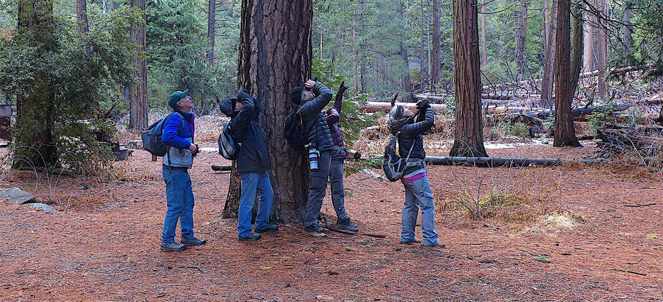 Birders looking at woodpeckers in backpackers camp in Yosemite Valley in 2020.
