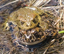 Two toads stacked on top of each other