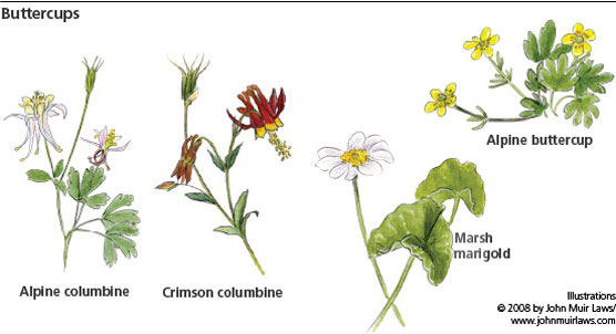 buttercup flower diagram