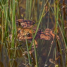 California red-legged frog in water